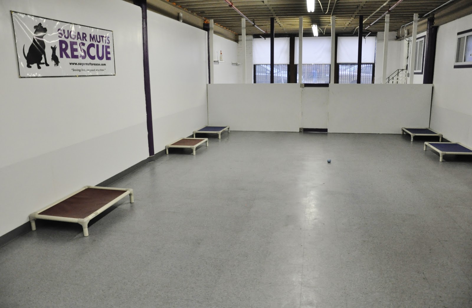 Photo of Sugar Mutts Rescue Dog Daycare / Boarding in Brooklyn City, New York, United States - 3 Picture of Point of interest, Establishment, Store