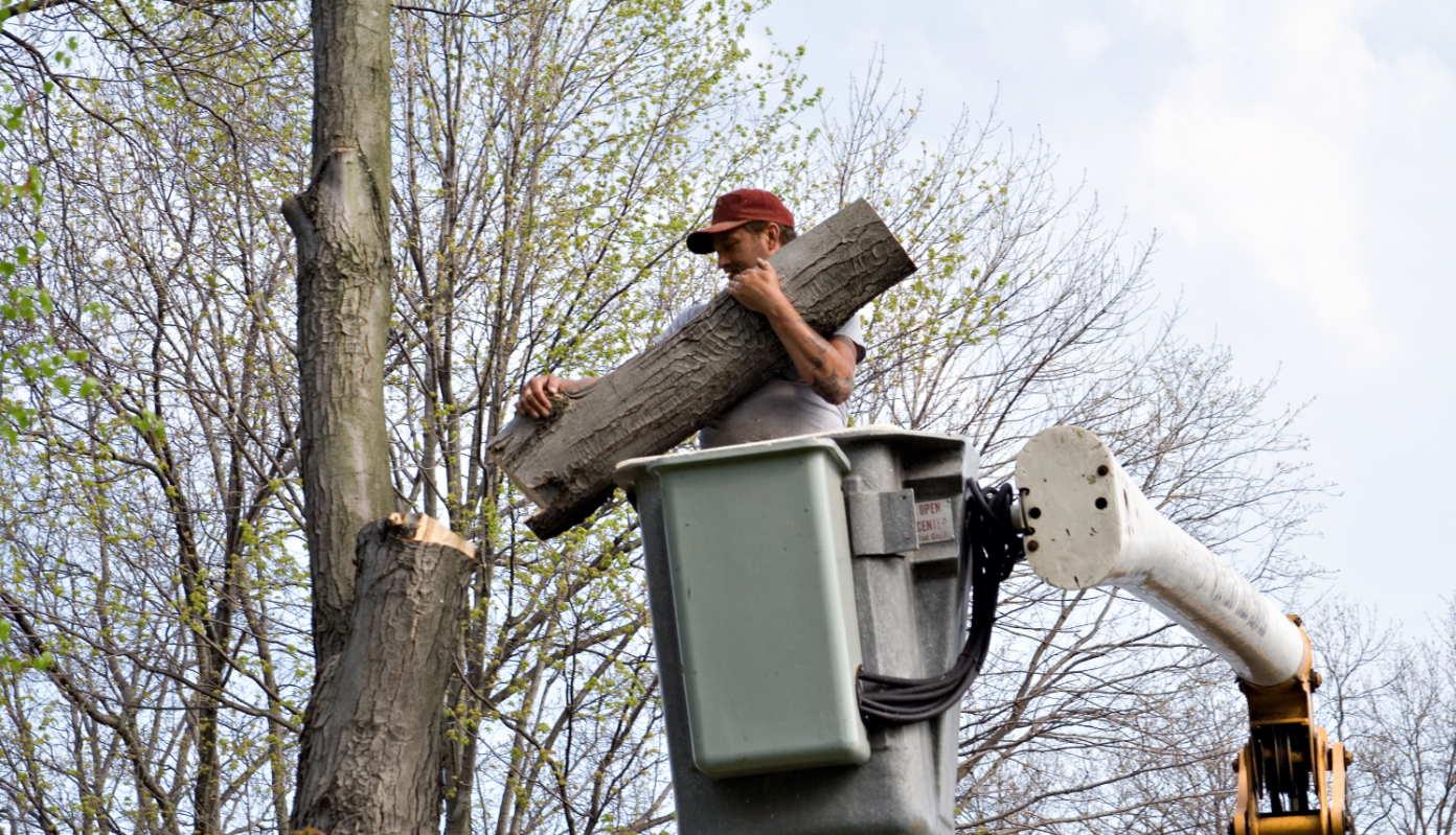 Photo of Arnoldo’s Tree Service in Fresh Meadows City, New York, United States - 9 Picture of Point of interest, Establishment, General contractor, Park