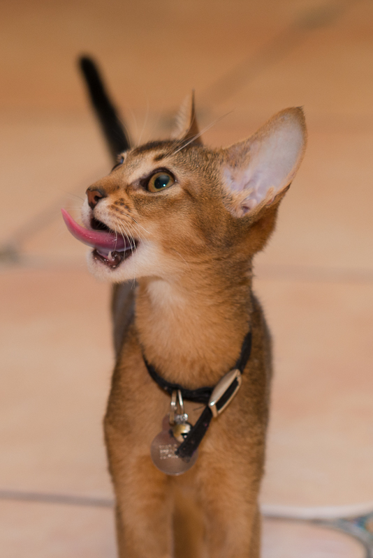 Photo of Bimini Bengal & Abyssinian cats cattery in Brooklyn City, New York, United States - 10 Picture of Point of interest, Establishment