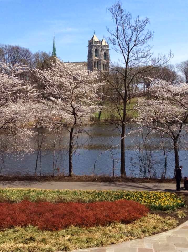 Photo of Branch Brook Park in Newark City, New Jersey, United States - 4 Picture of Point of interest, Establishment, Park