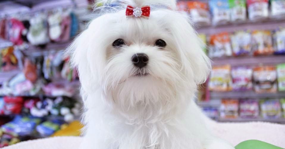 Photo of Lovely Doggy in Little Neck City, New York, United States - 6 Picture of Point of interest, Establishment, Store, Pet store