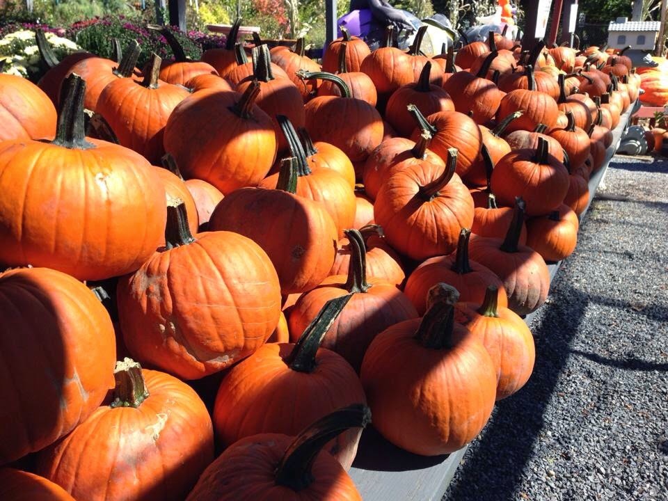 Photo of North Shore Garden Center in Port Washington City, New York, United States - 8 Picture of Food, Point of interest, Establishment, Store, General contractor