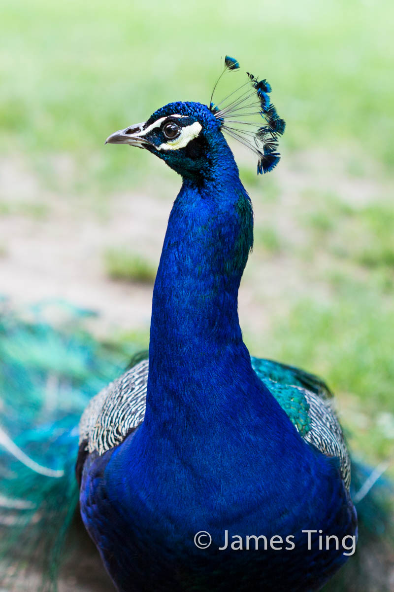 Photo of World of Birds in Bronx City, New York, United States - 8 Picture of Point of interest, Establishment