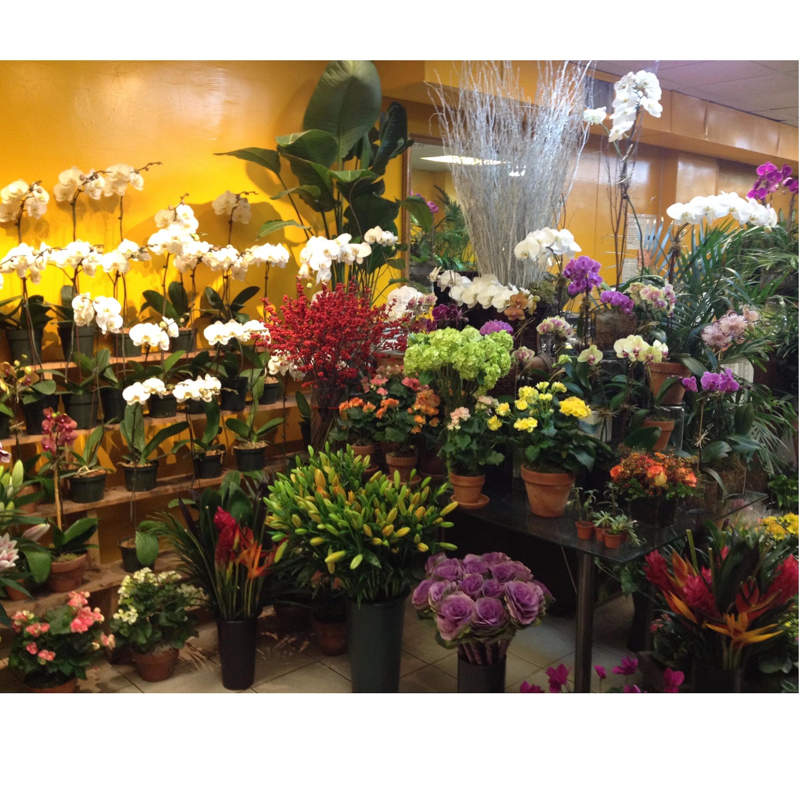 Photo of international plant center florist in New York City, New York, United States - 8 Picture of Point of interest, Establishment, Store, Florist