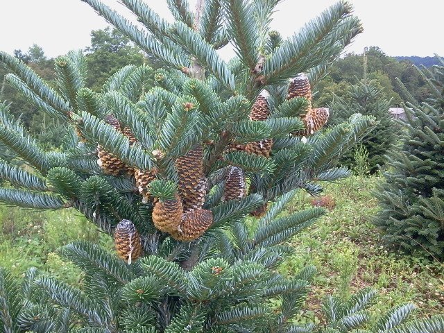 Photo of Christmas Tree Riders in New York City, New York, United States - 3 Picture of Point of interest, Establishment