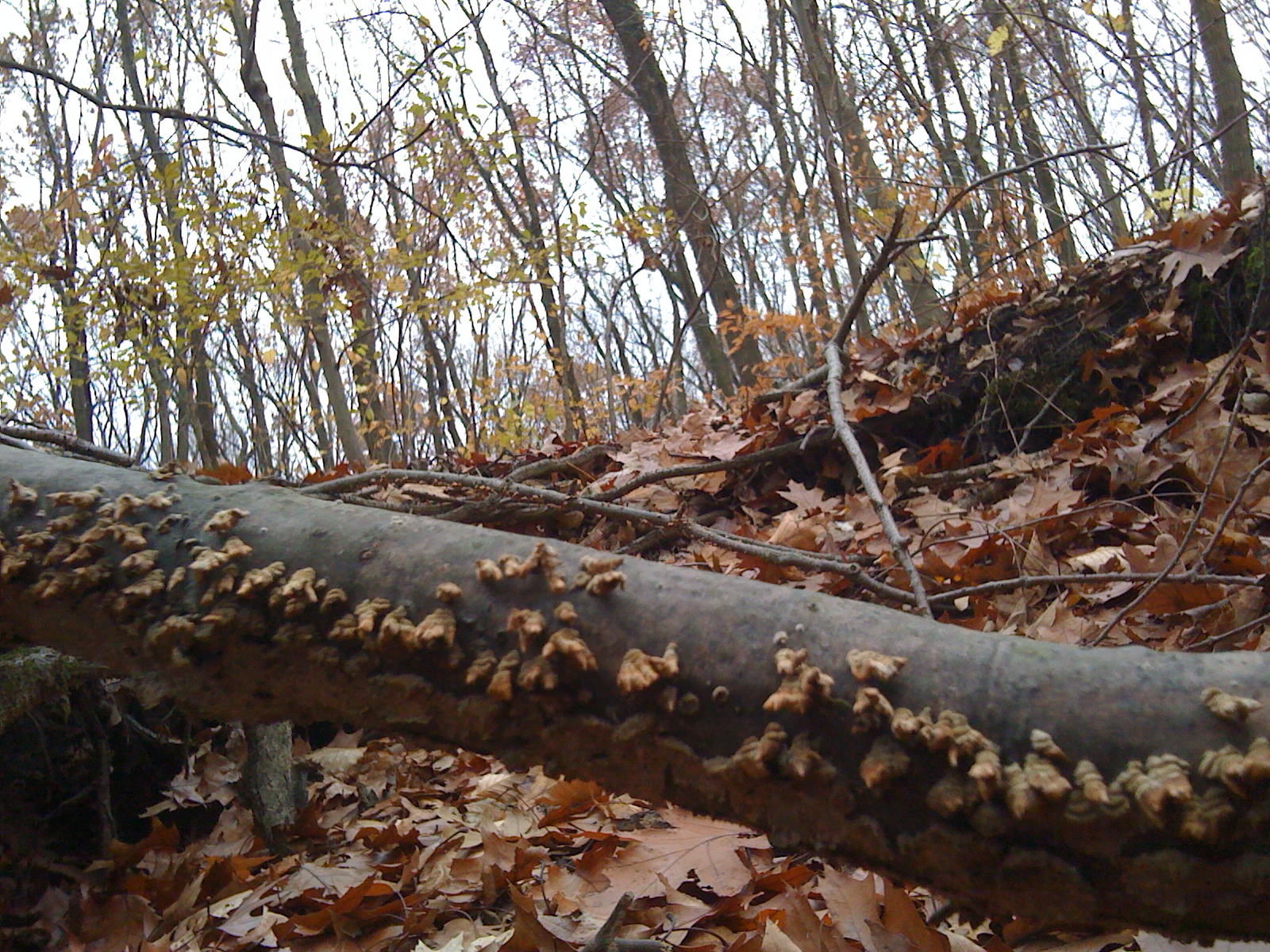 Photo of Greenbelt Conservancy Park Department in Staten Island City, New York, United States - 1 Picture of Point of interest, Establishment