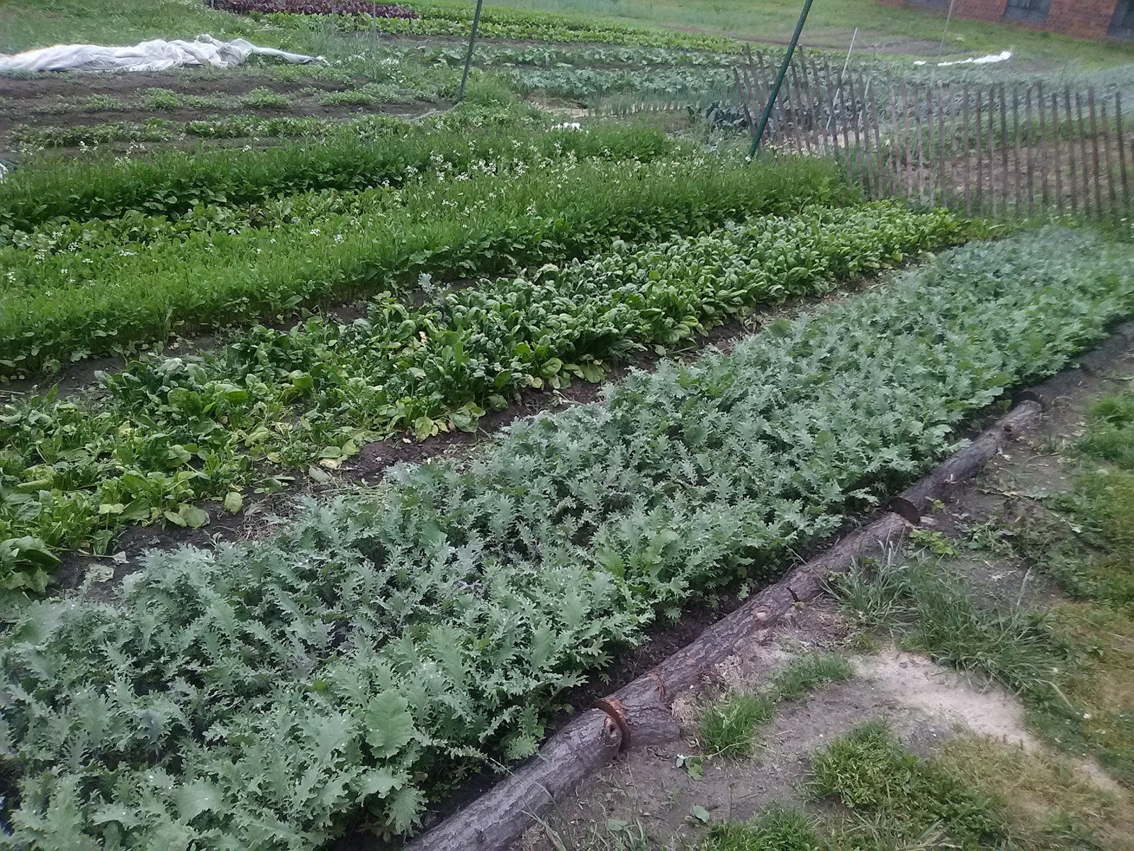 Photo of Randalls Island Sunken Garden Fields (90-91) in New York City, New York, United States - 3 Picture of Point of interest, Establishment