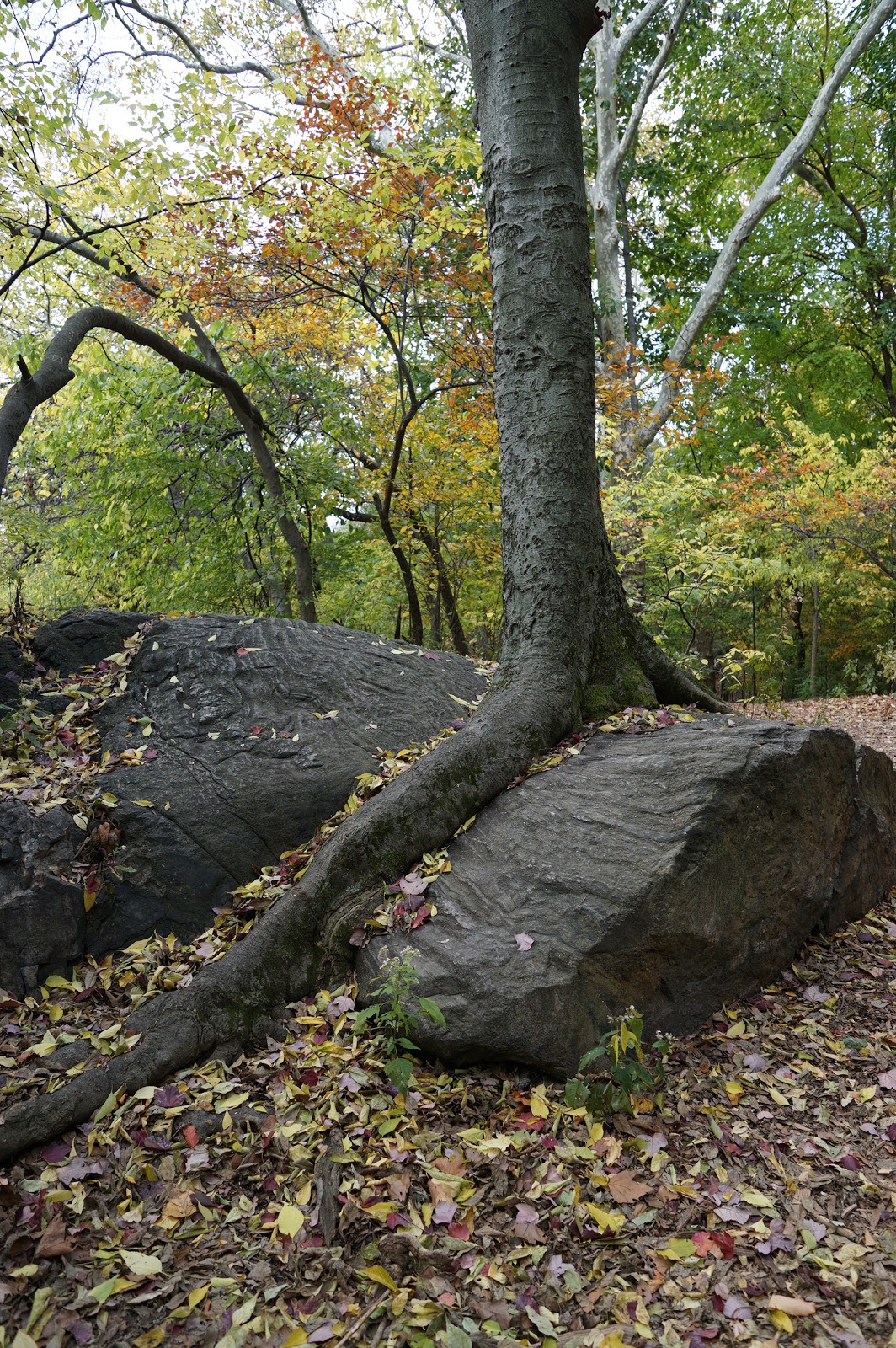 Photo of Turtle Lake in New York City, New York, United States - 9 Picture of Point of interest, Establishment, Park