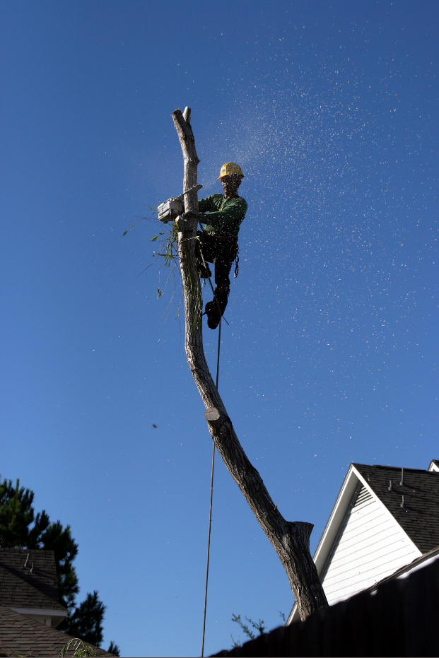 Photo of Arnoldo’s Tree Service in Fresh Meadows City, New York, United States - 6 Picture of Point of interest, Establishment, General contractor, Park