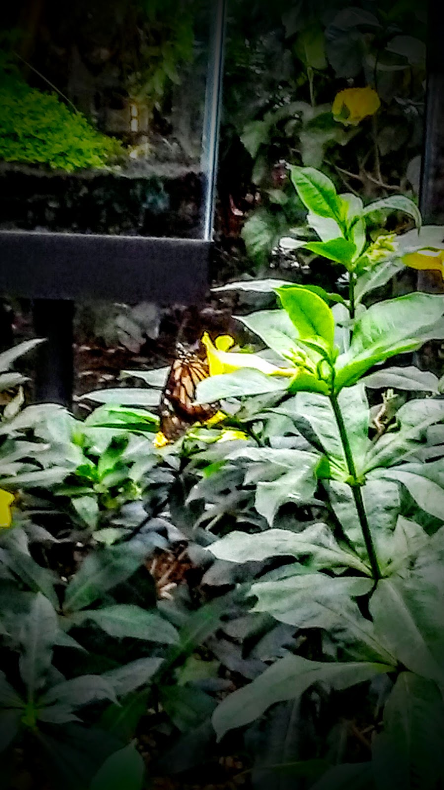 Photo of Butterfly Garden in New York City, New York, United States - 1 Picture of Point of interest, Establishment