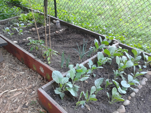 Photo of West 124 Street Community Garden in New York City, New York, United States - 3 Picture of Point of interest, Establishment, Park