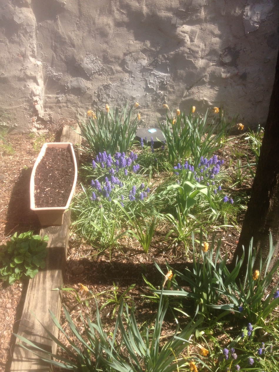 Photo of Dorothy Strelsin Memorial Community Garden in New York City, New York, United States - 6 Picture of Point of interest, Establishment, Park