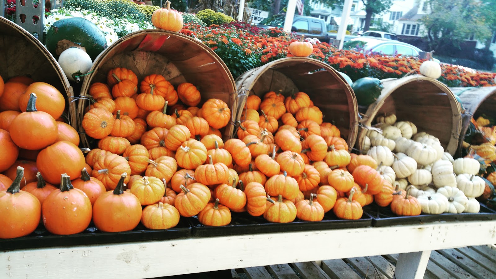 Photo of Harrison Avenue Farm in Mamaroneck City, New York, United States - 2 Picture of Food, Point of interest, Establishment, Store, Grocery or supermarket, Park