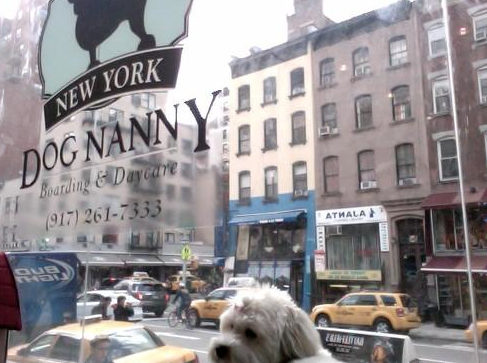 Photo of New York Dog Nanny in New York City, New York, United States - 3 Picture of Point of interest, Establishment