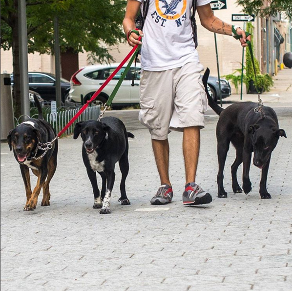 Photo of GIMME PAW Dog Walking Service Manhattan Upper West Side Dog Walker Dog Walking in New York City, New York, United States - 1 Picture of Point of interest, Establishment