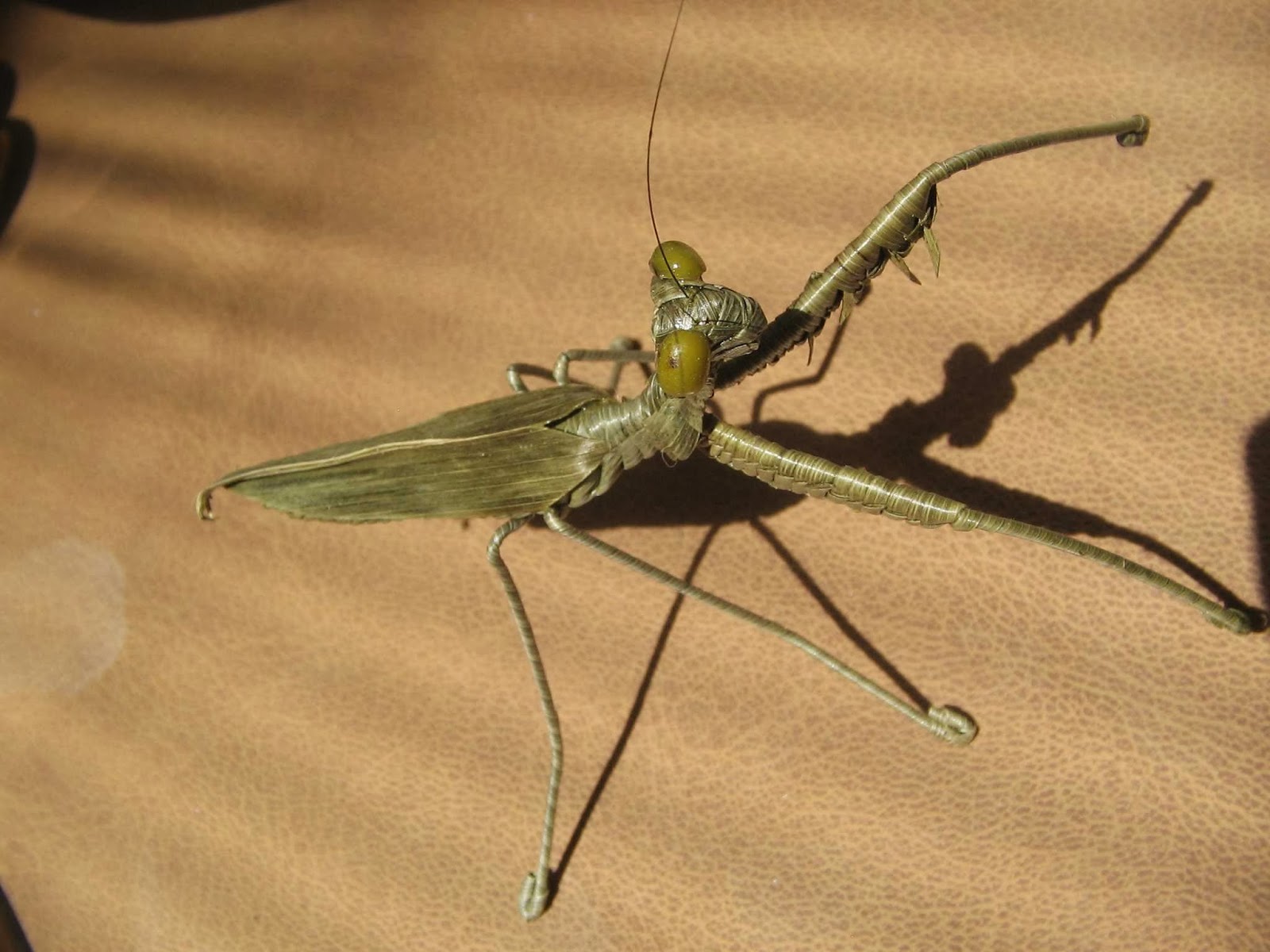 Photo of Chinese Praying Mantis Company in New York City, New York, United States - 2 Picture of Point of interest, Establishment, Store