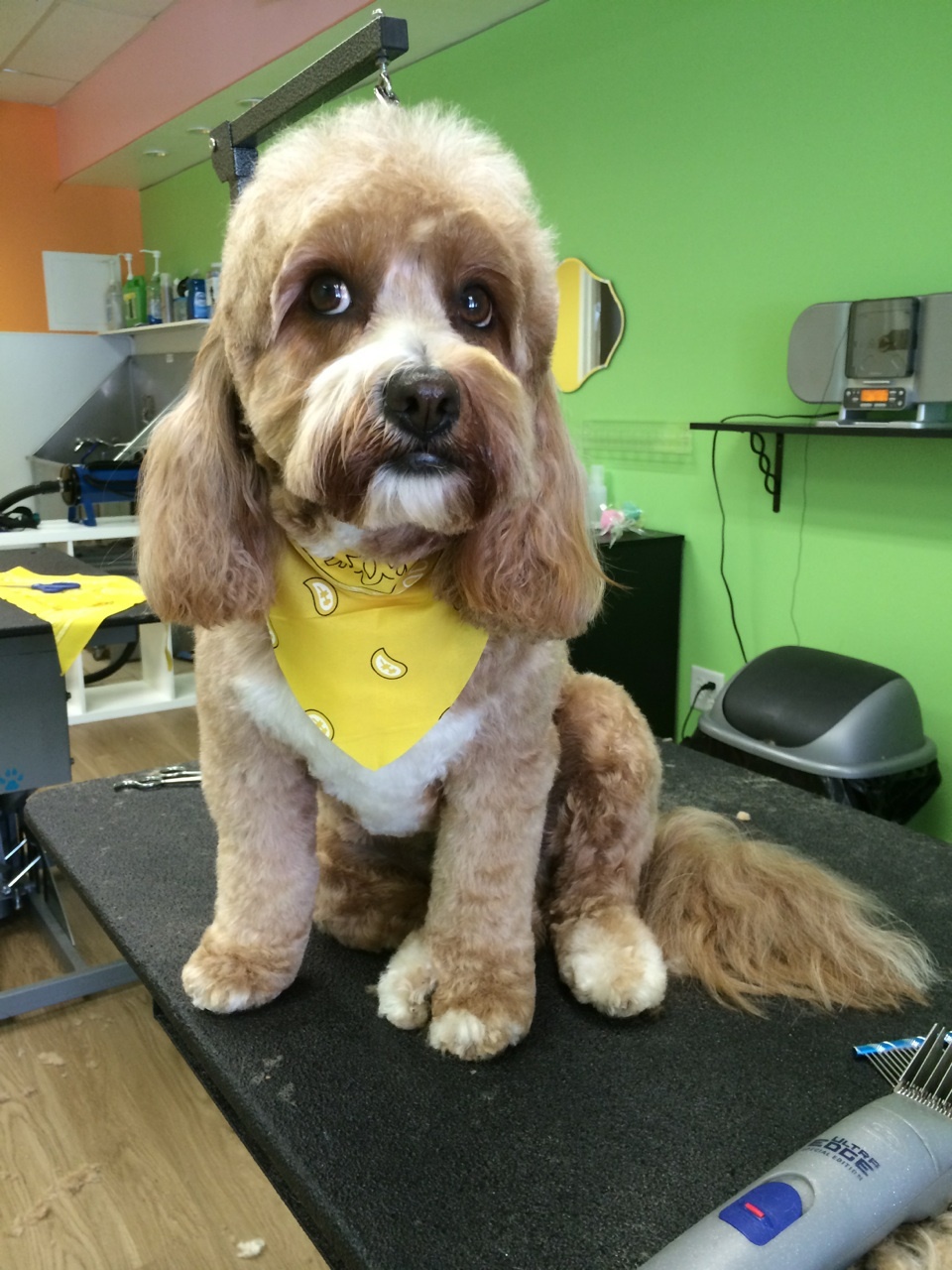 Photo of Pooch Parlor in Leonia City, New Jersey, United States - 3 Picture of Point of interest, Establishment, Store, Pet store