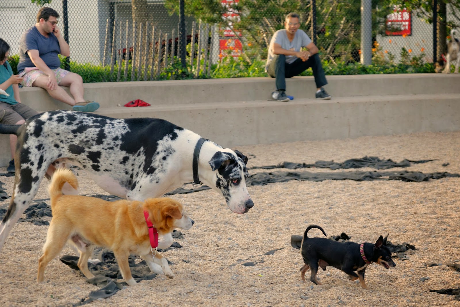 Photo of Pier 6 Dog Run in Brooklyn City, New York, United States - 5 Picture of Point of interest, Establishment, Park