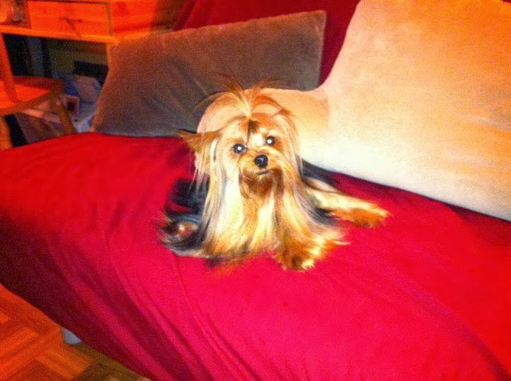 Photo of brooklyn yorkshire terrier in Kings County City, New York, United States - 1 Picture of Point of interest, Establishment