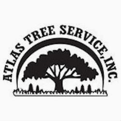 Photo of Atlas Tree Service Inc. in New Rochelle City, New York, United States - 2 Picture of Point of interest, Establishment