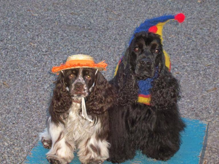 Photo of The Party Pups, Dog Shows for Children's Parties in NY, NJ & PA in Richmond City, New York, United States - 2 Picture of Point of interest, Establishment