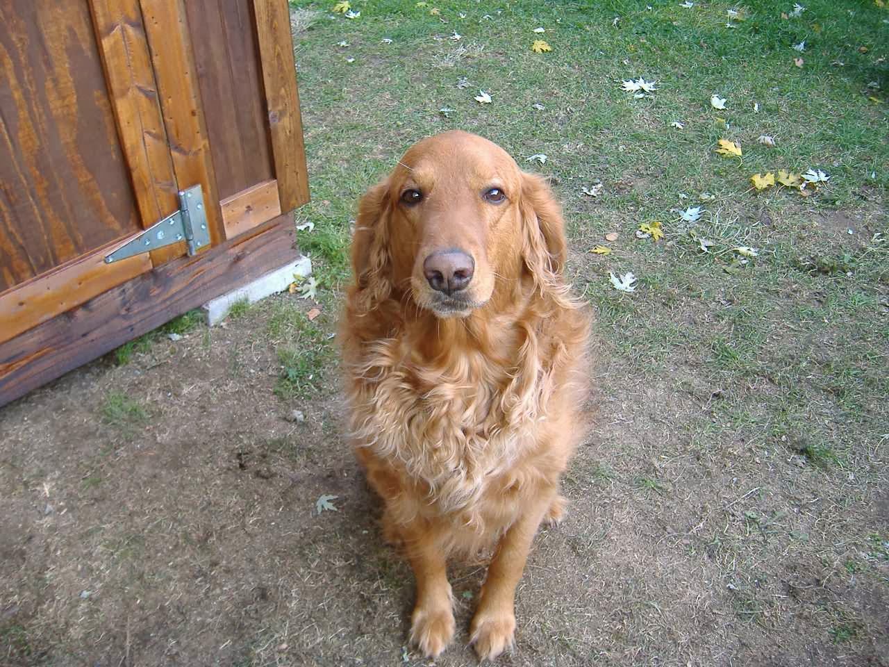 Photo of Happy Hounds Brooklyn in Brooklyn City, New York, United States - 2 Picture of Point of interest, Establishment