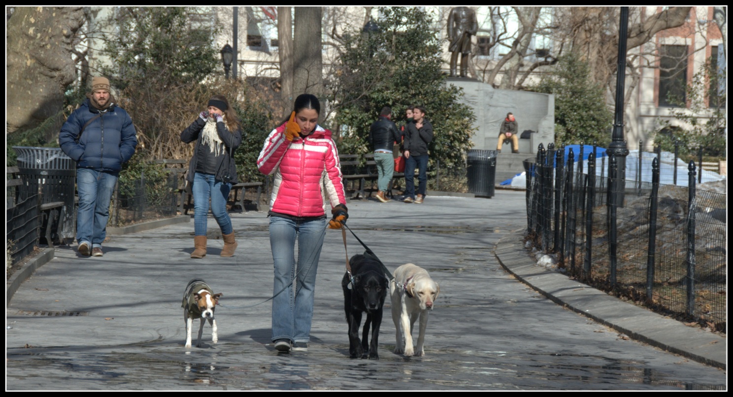 Photo of Madison Square Dog Run in New York City, New York, United States - 5 Picture of Point of interest, Establishment