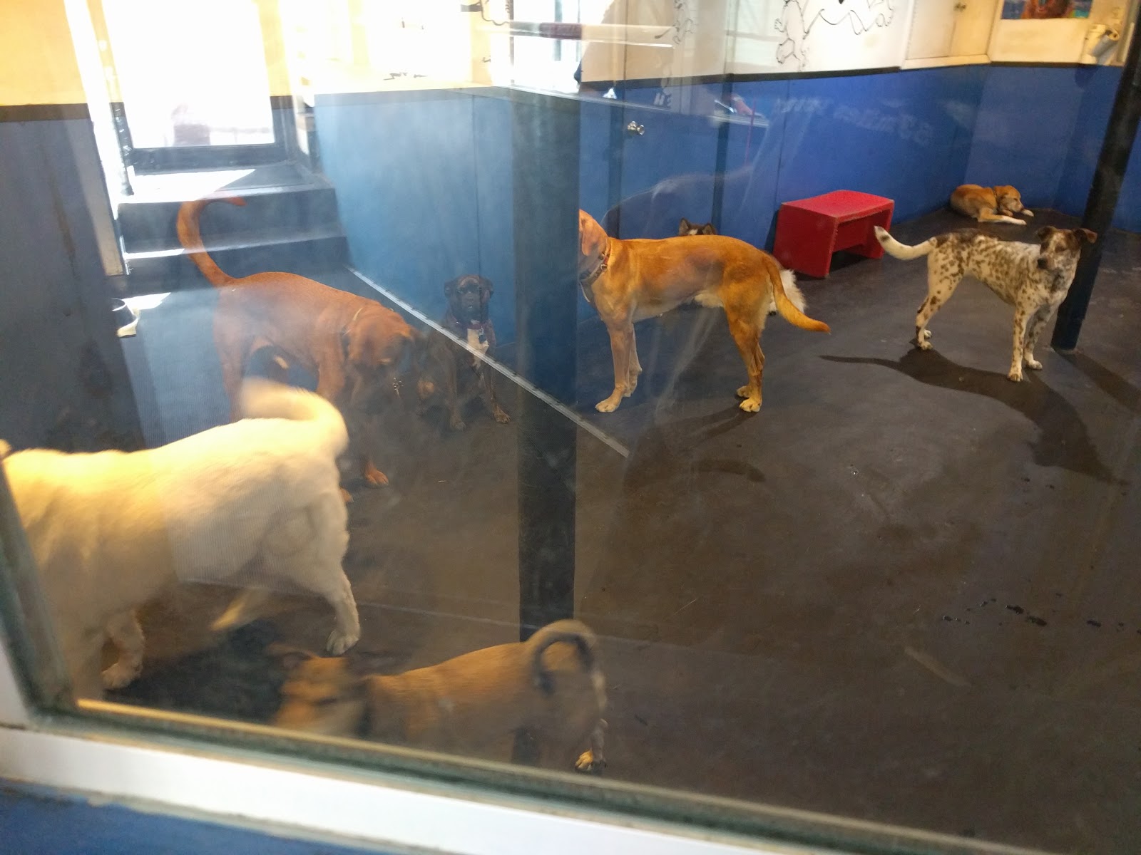 Photo of Dog Wash Doggie Daycare & Boarding NYC in New York City, New York, United States - 5 Picture of Point of interest, Establishment