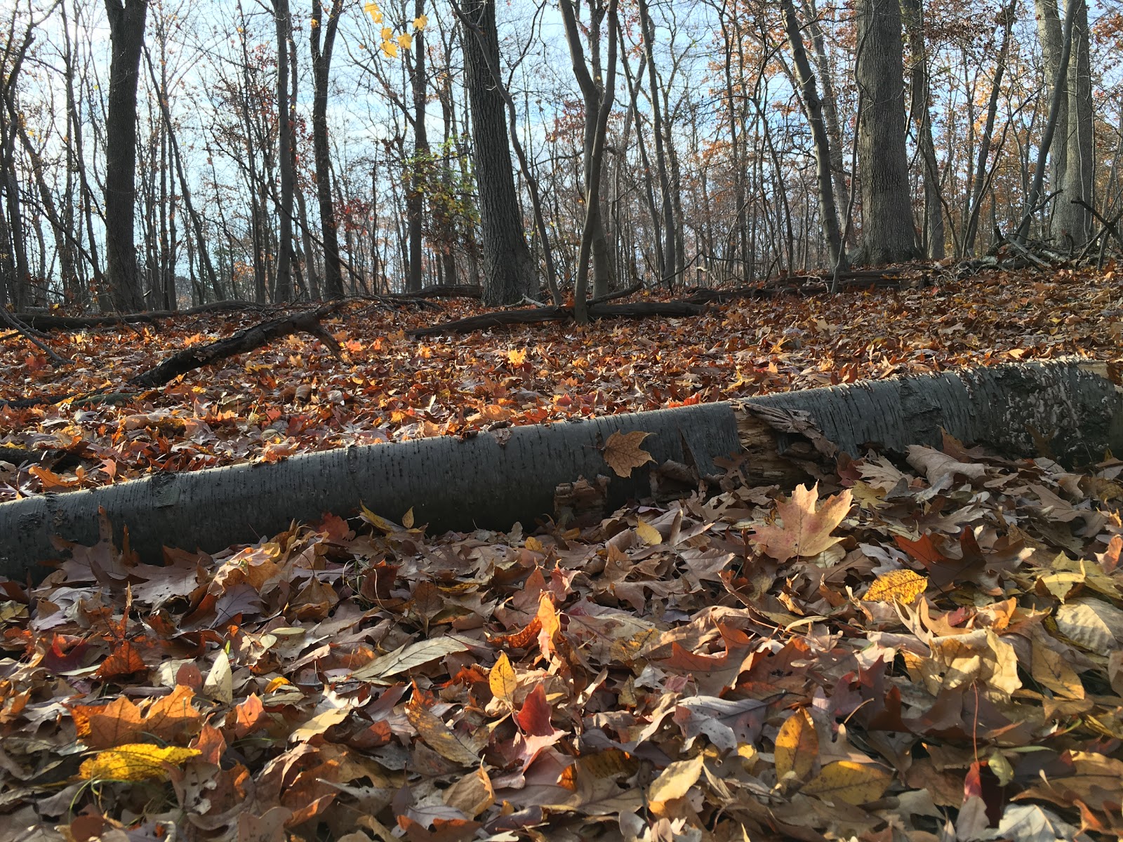 Photo of High Mountain Park Preserve in Wayne City, New Jersey, United States - 5 Picture of Point of interest, Establishment, Park