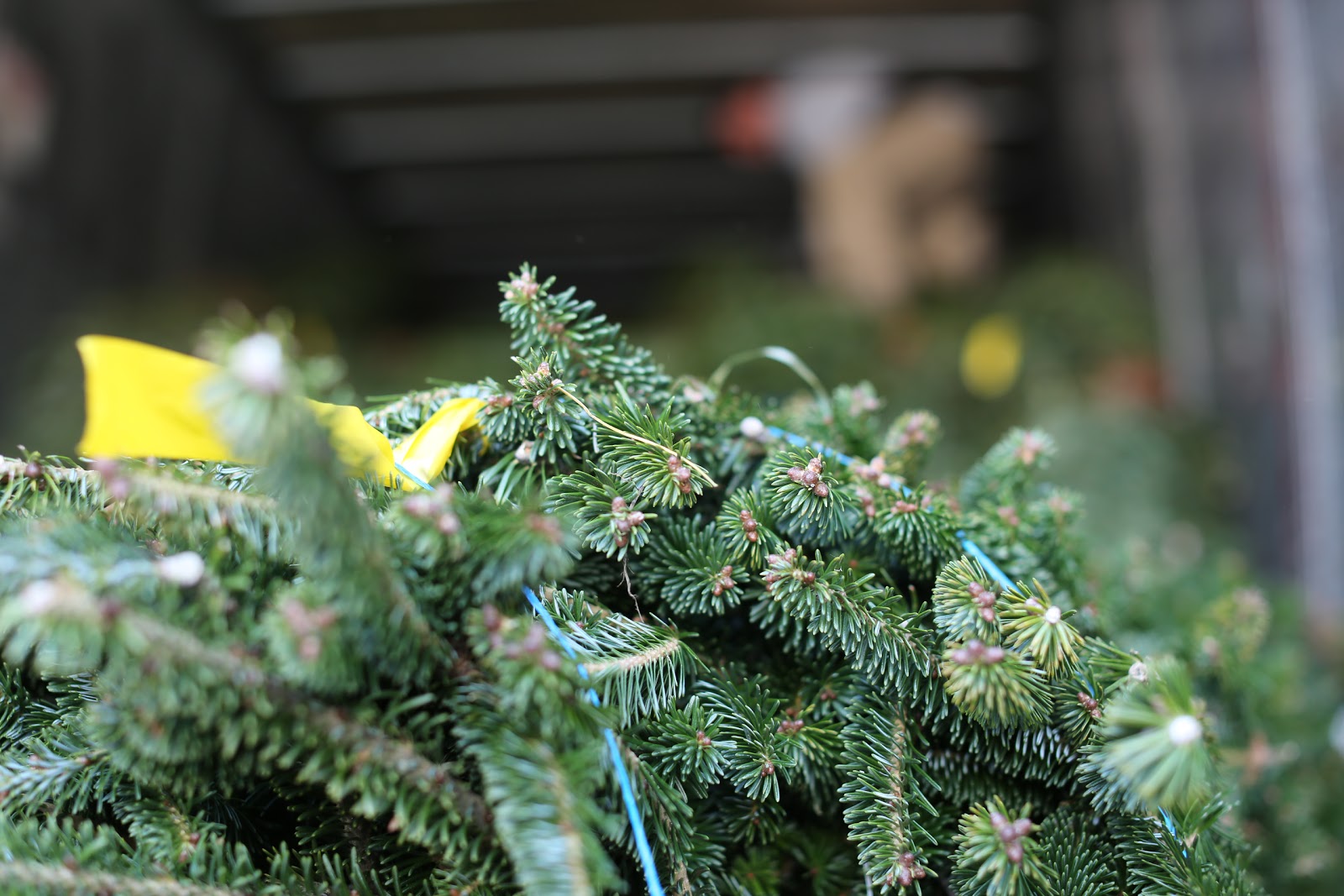 Photo of Cedar Grove Christmas Trees in Cedar Grove City, New Jersey, United States - 3 Picture of Food, Point of interest, Establishment