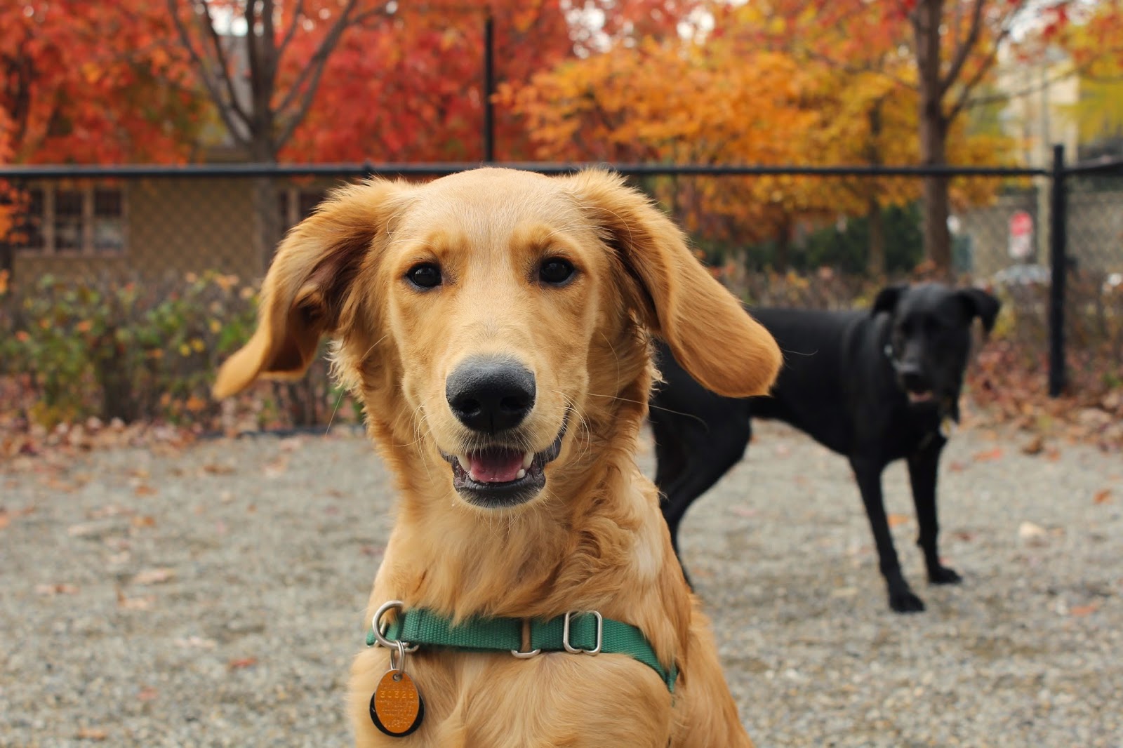 Photo of Trusty Tails Pet Care in Hoboken City, New Jersey, United States - 1 Picture of Point of interest, Establishment