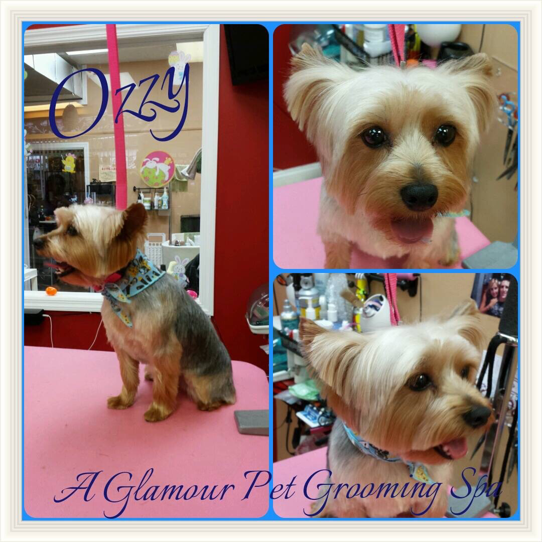 Photo of A Glamour Pet Grooming Spa in Elizabeth City, New Jersey, United States - 6 Picture of Point of interest, Establishment, Store, Pet store