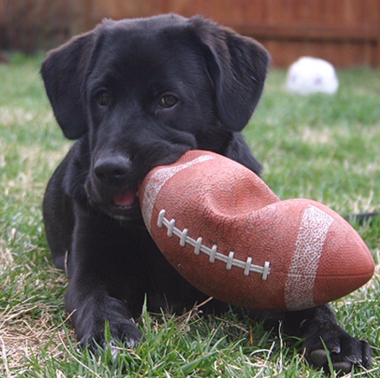 Photo of Muddy-Paws in Hawthorne City, New Jersey, United States - 1 Picture of Point of interest, Establishment