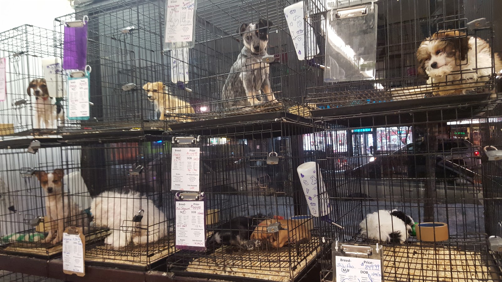 Photo of Whiteway Pet Shop in Elizabeth City, New Jersey, United States - 1 Picture of Point of interest, Establishment, Store, Pet store