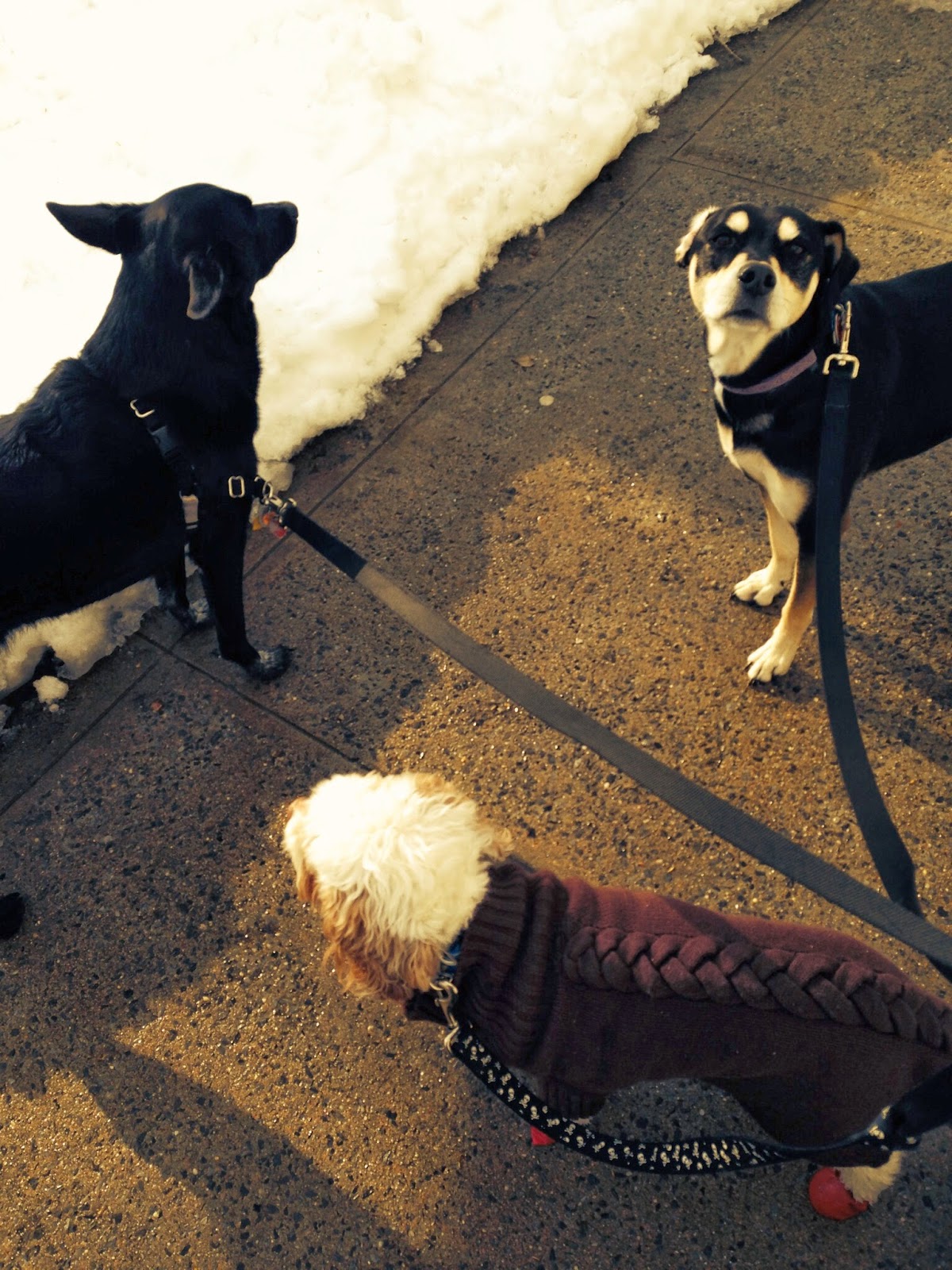 Photo of Hair of the Dog Walkers in Kings County City, New York, United States - 2 Picture of Point of interest, Establishment