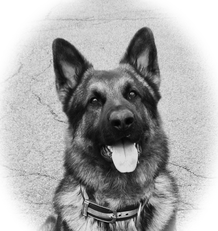 Photo of www.K9GSD.com in Wayne City, New Jersey, United States - 1 Picture of Point of interest, Establishment