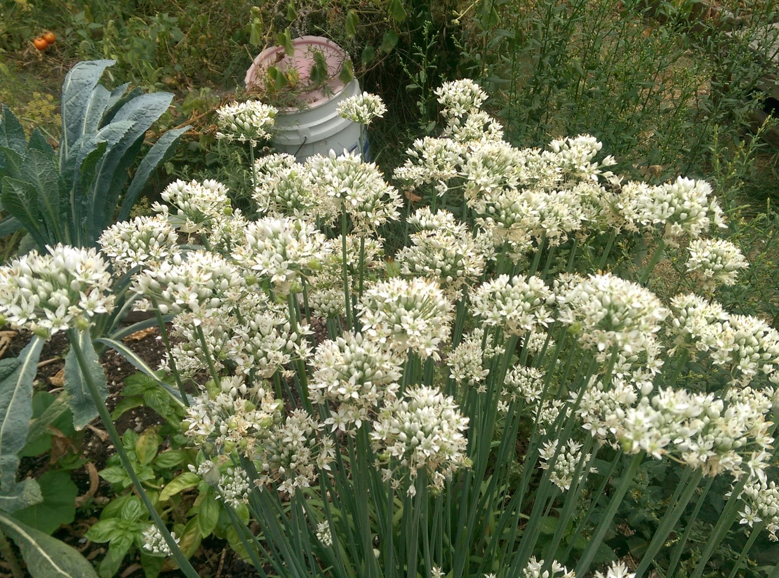 Photo of Prospect Heights Community Farm in Kings County City, New York, United States - 4 Picture of Point of interest, Establishment, Park