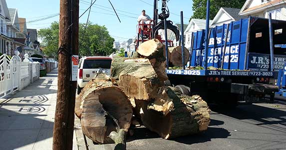 Photo of JRs Tree Services in Queens City, New York, United States - 8 Picture of Point of interest, Establishment