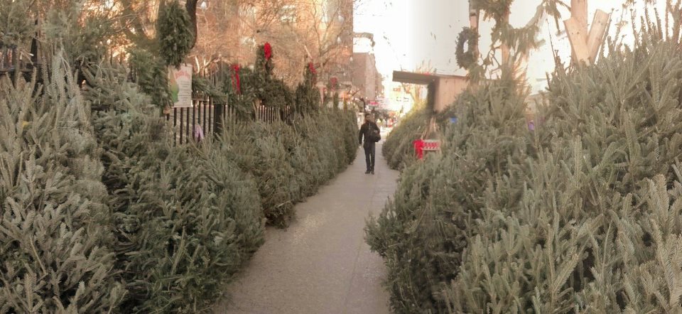 Photo of Christmas Tree Riders in New York City, New York, United States - 9 Picture of Point of interest, Establishment