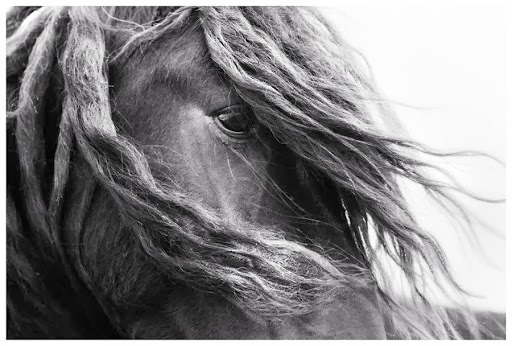 Photo of The Wild horses of Sable Island in New York City, New York, United States - 1 Picture of Point of interest, Establishment, Art gallery