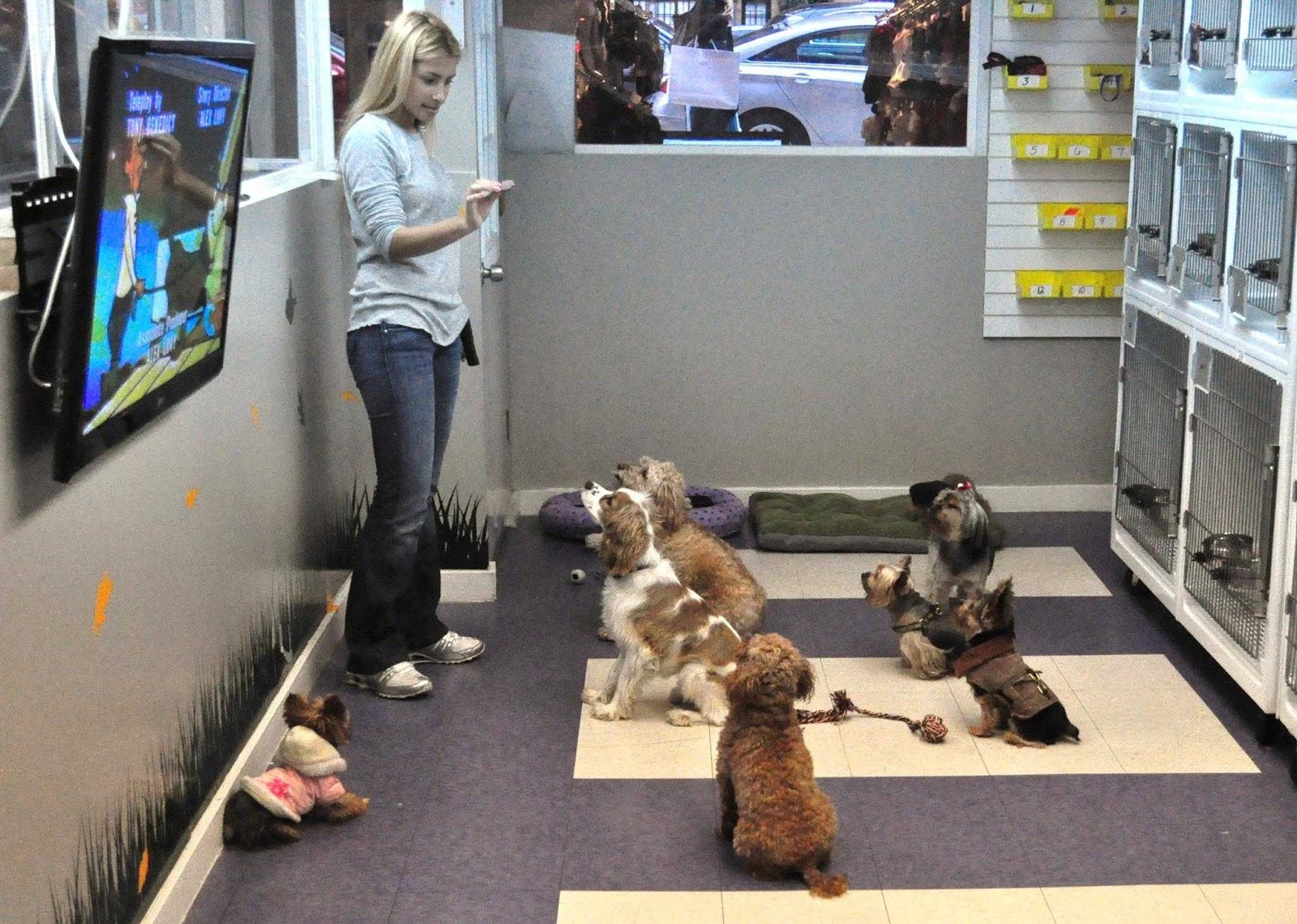 Photo of Heads To Tails for Dogs of NYC in New York City, New York, United States - 5 Picture of Point of interest, Establishment, Store, Pet store