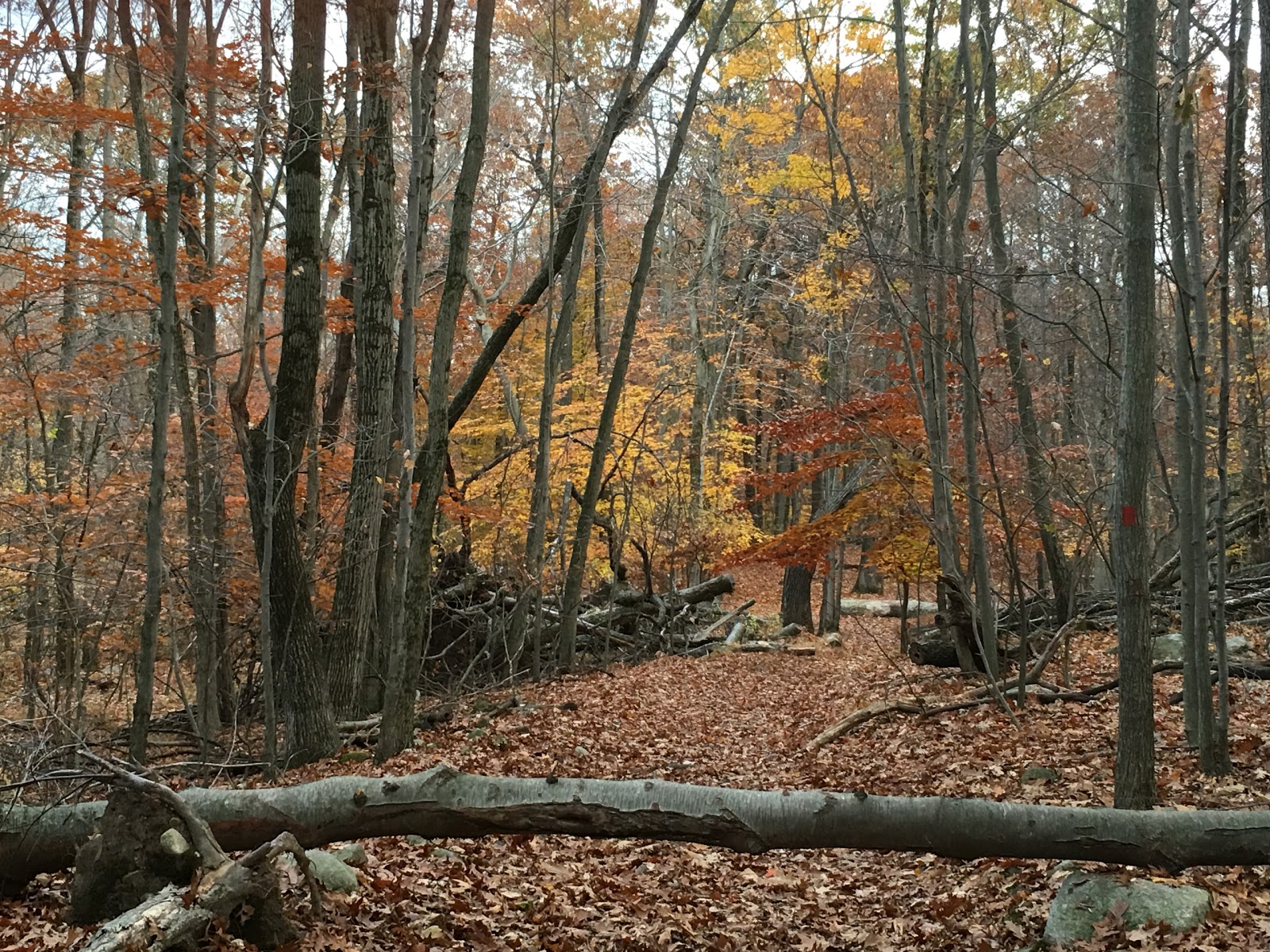 Photo of High Mountain Park Preserve in Wayne City, New Jersey, United States - 8 Picture of Point of interest, Establishment, Park