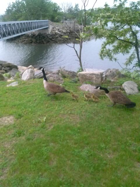 Photo of Five Islands Park in New Rochelle City, New York, United States - 4 Picture of Point of interest, Establishment, Park
