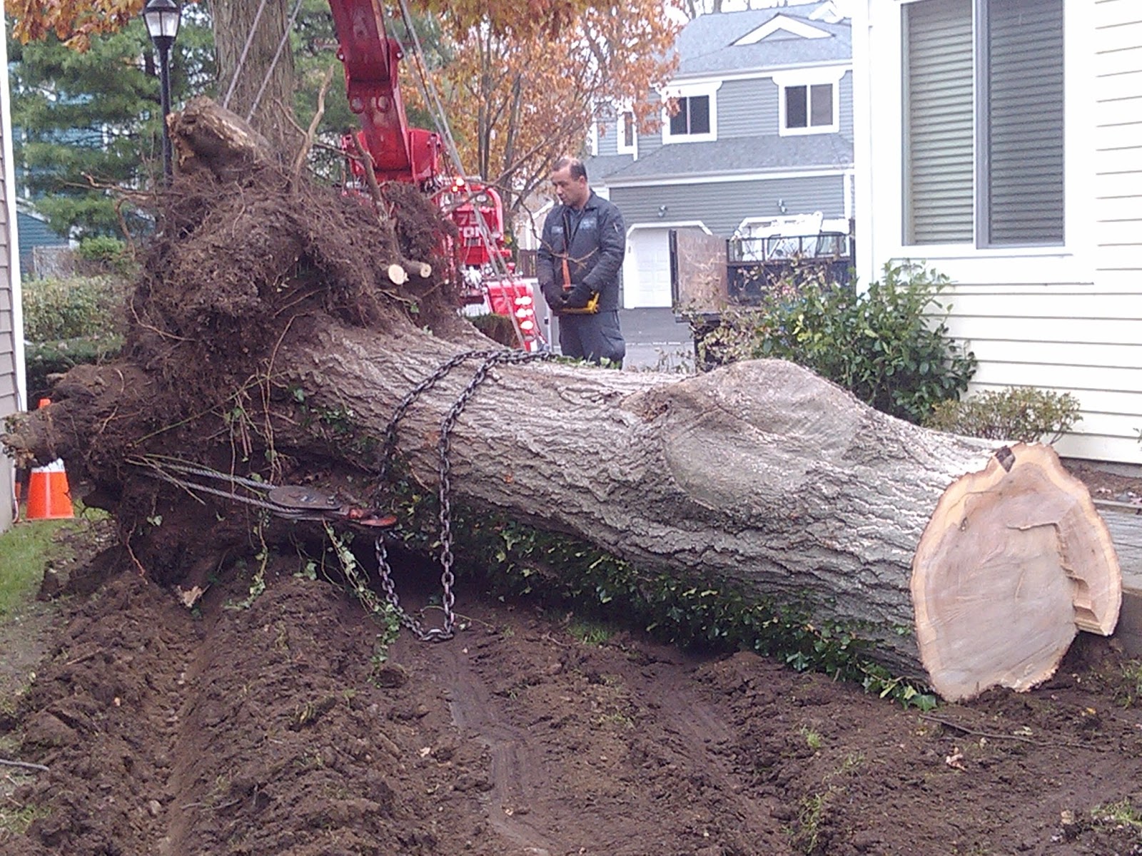 Photo of Miles Tree Experts in Mamaroneck City, New York, United States - 5 Picture of Point of interest, Establishment