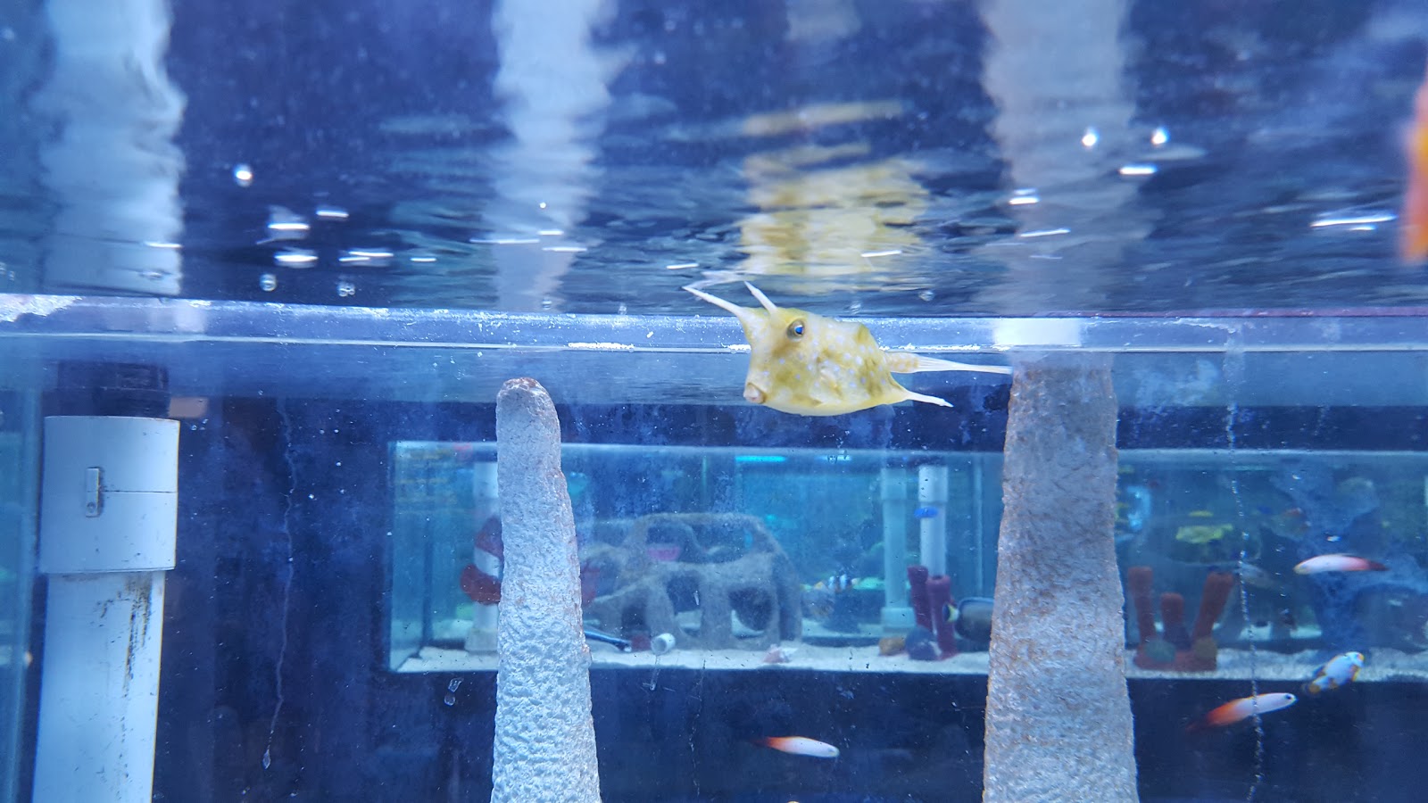Photo of Absolutely Fish in Clifton City, New Jersey, United States - 10 Picture of Point of interest, Establishment, Store, Pet store, Aquarium