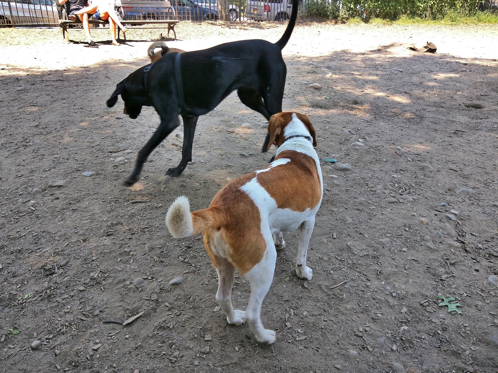 Photo of Herbert Von King Park Dog Run in Kings County City, New York, United States - 1 Picture of Point of interest, Establishment, Park