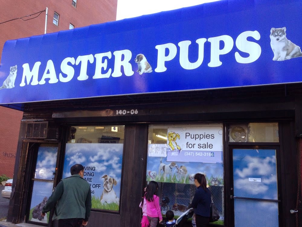 Photo of Master Pups in Flushing City, New York, United States - 1 Picture of Point of interest, Establishment, Store, Pet store