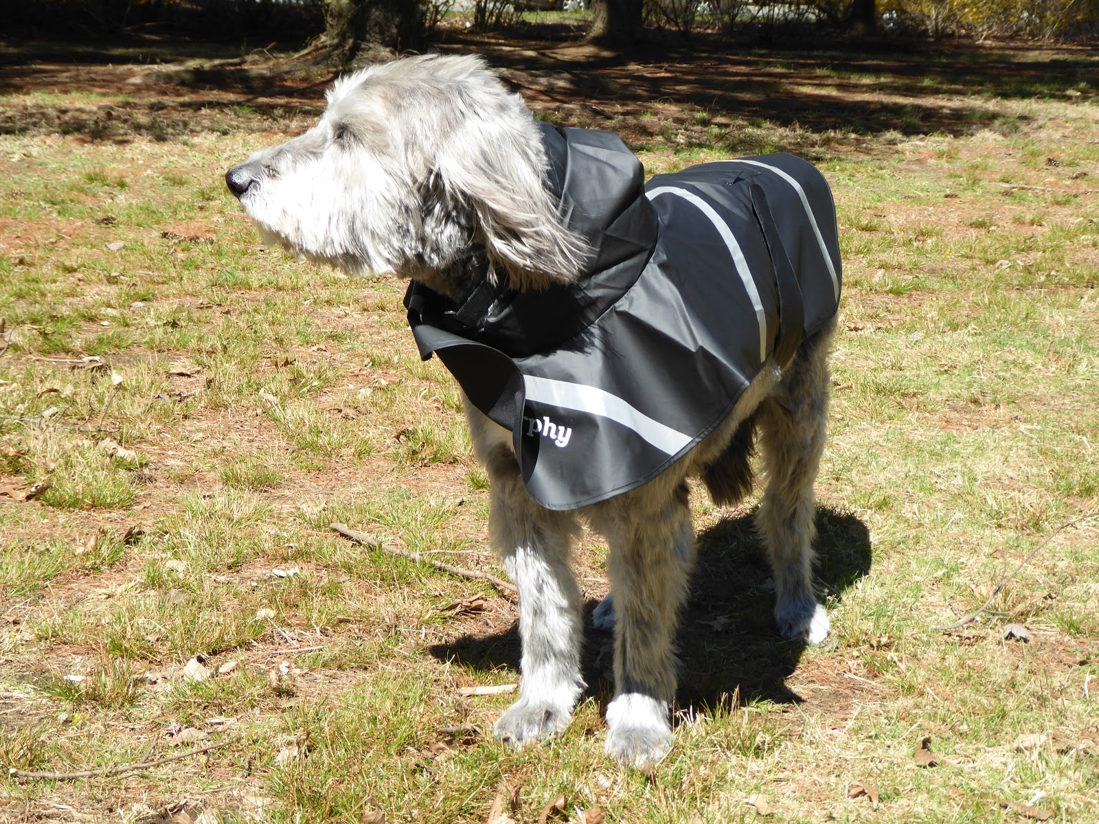 Photo of Doggie Rain Jacket in Garden City, New York, United States - 2 Picture of Point of interest, Establishment