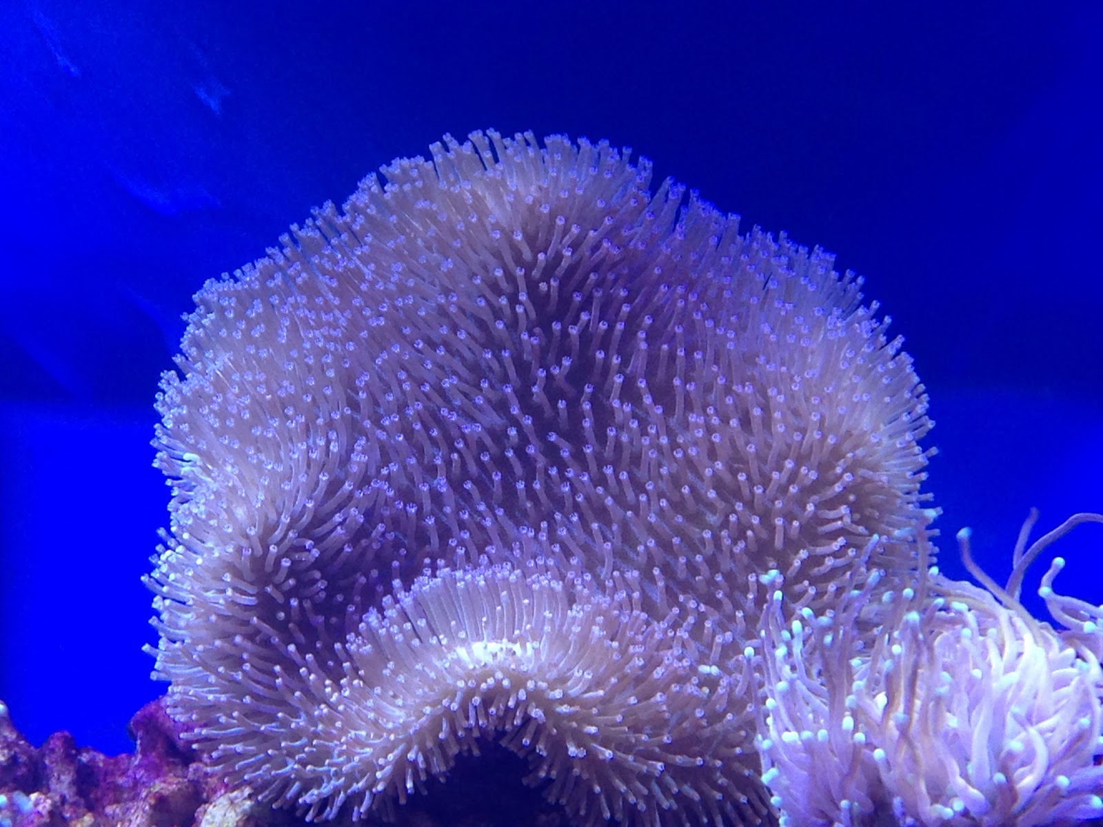 Photo of BluReef Aquarium in Brooklyn City, New York, United States - 3 Picture of Point of interest, Establishment, Store, Pet store, Aquarium