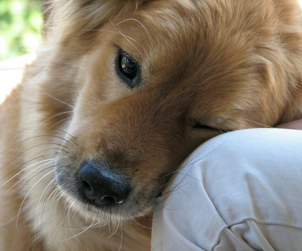 Photo of Sean Casey Animal Rescue in Brooklyn City, New York, United States - 3 Picture of Point of interest, Establishment